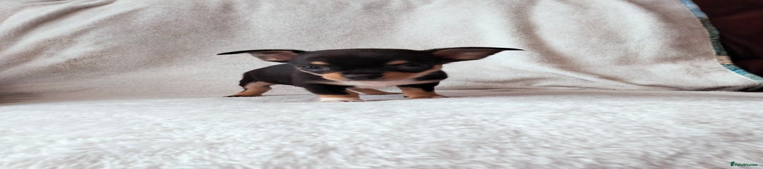 Chihuahua Puppy 1