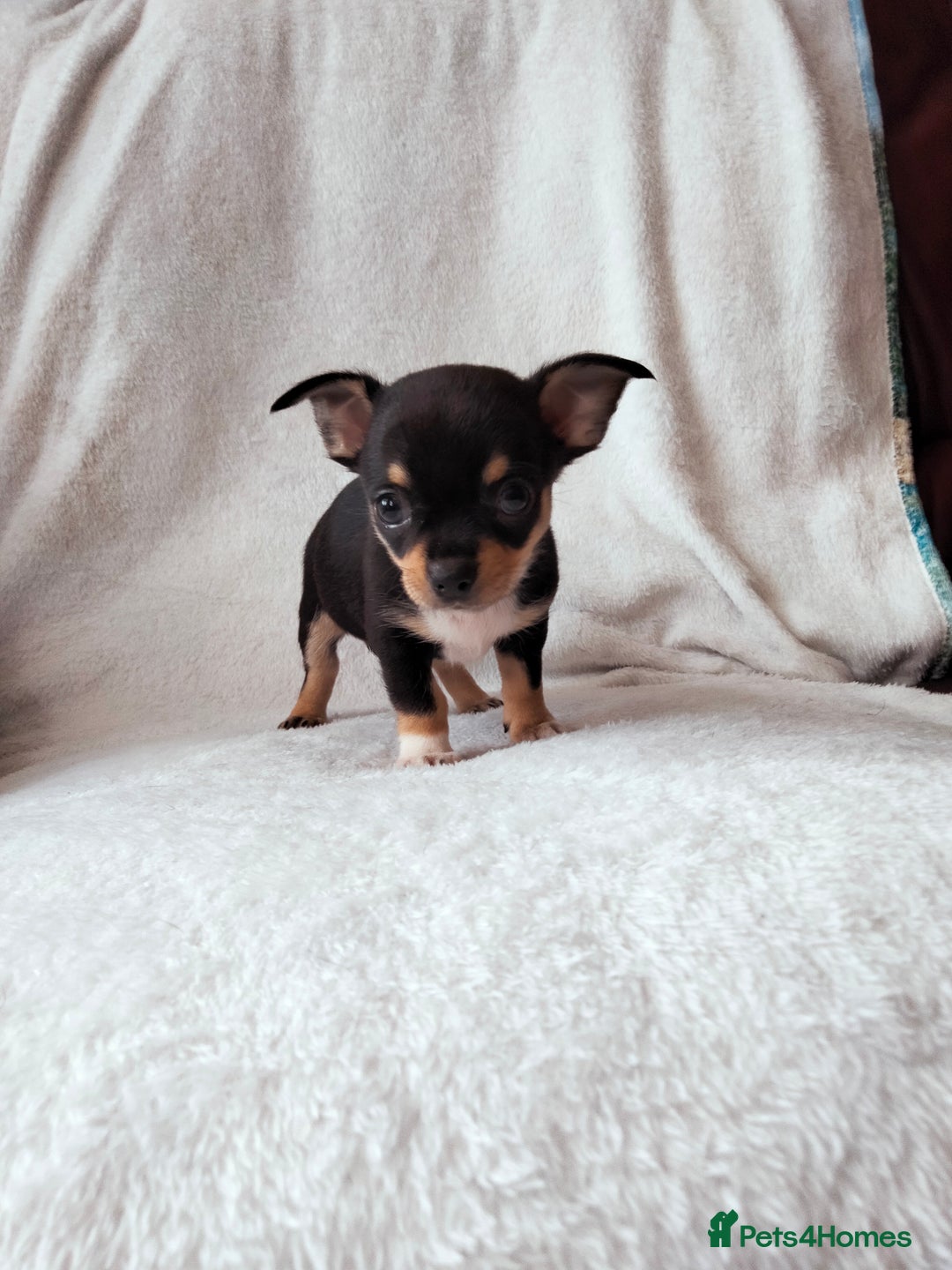 Chihuahua dogs for sale: Gorgeous Baby Chihuahua puppies  - Image 6
