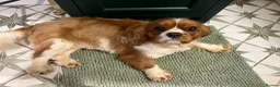 Cavalier King Charles Spaniel dogs for sale: Pending viewing- unable to reply to all messages  - Advert 2