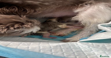 Shih Tzu dogs - Advert 3
