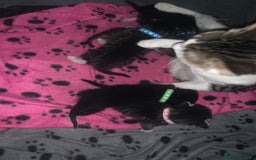 Mixed Breed cats for sale: beautiful kittens  - Image 4