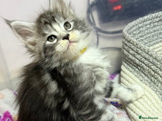 Maine Coon cats 🏅❤️TICA Champ blood lovely Mainecoone kittens 🏅 - Advert 13