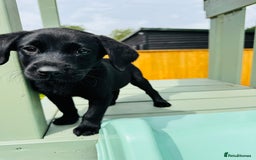 Labrador Retriever dogs for sale: KC Registered Labrador Babies 🐾🐾🐾 - Image 7