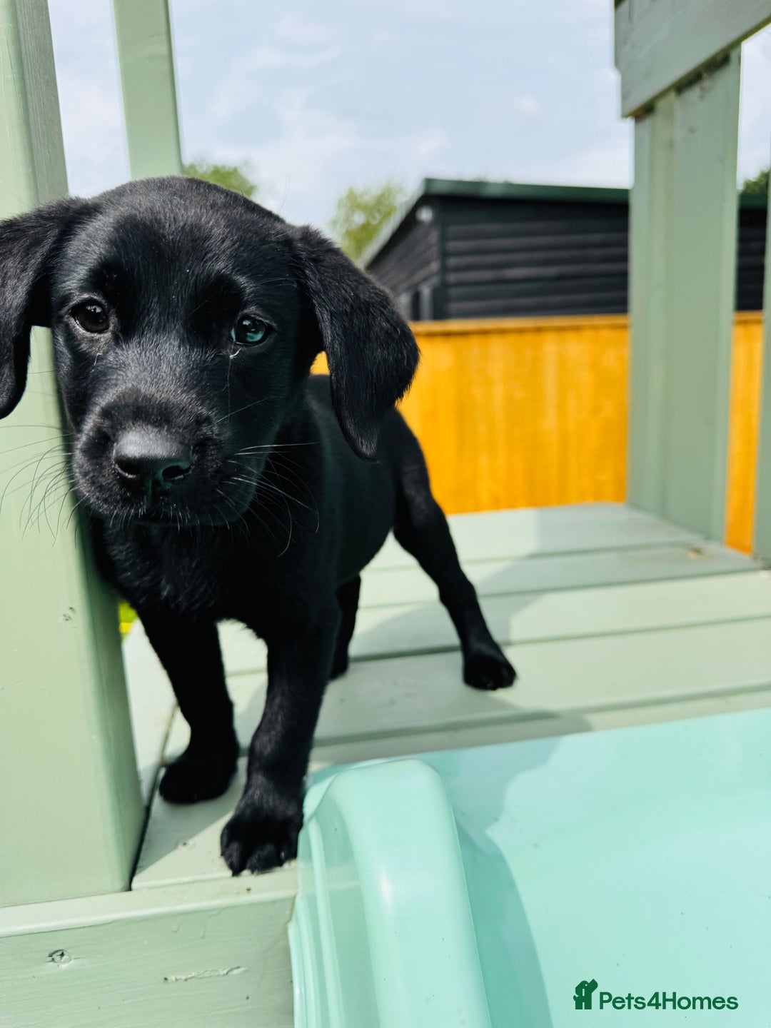 Labrador Retriever dogs for sale: KC Registered Labrador Babies 🐾🐾🐾 - Image 7