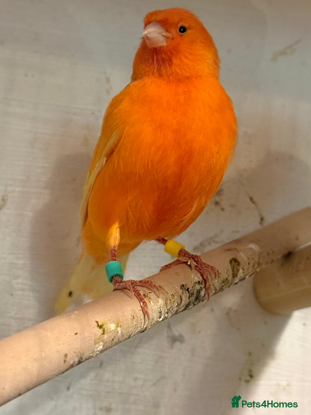 Canaries birds for sale: 2 red factor canaries  - Advert 2