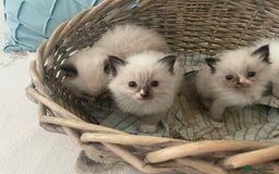 Ragdoll cats for sale: 4 gccf registered ragdolls  - Image 5