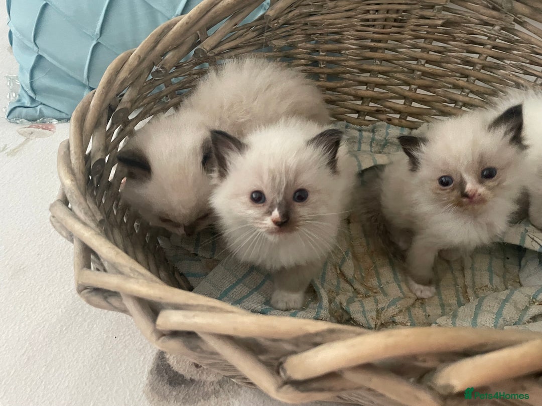 Ragdoll cats for sale: 4 gccf registered ragdolls  - Image 5