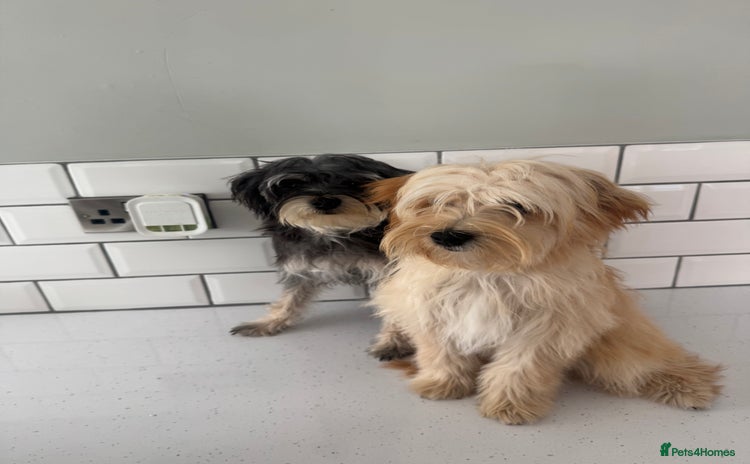 Morkie dogs - Advert 12
