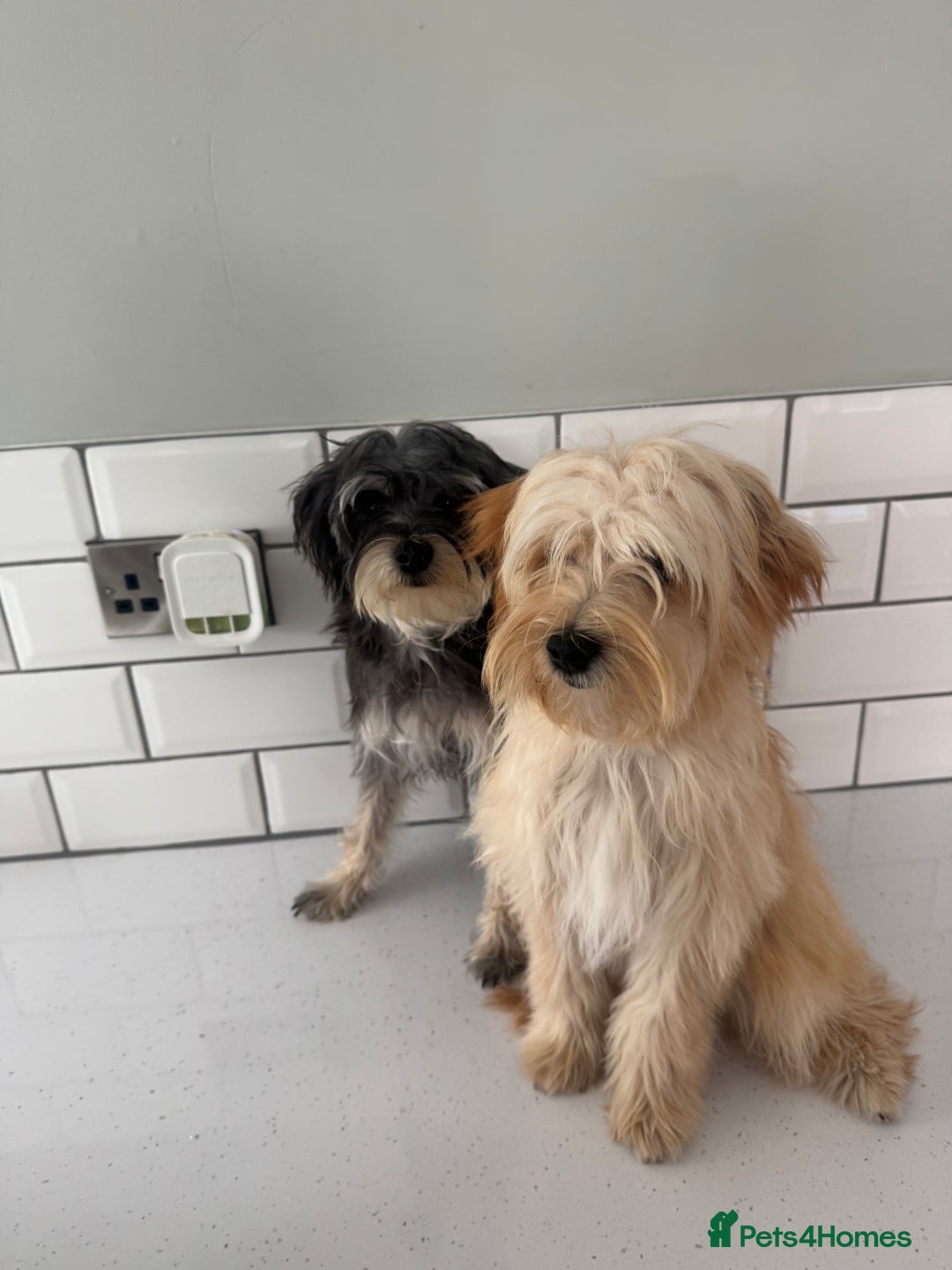 Morkie dogs for sale: 2 male morkies for sale  - Image 1