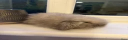 Mini Lion Lop rabbits for sale: Fluffy mini lion lop baby bunny rabbits  - Advert 8
