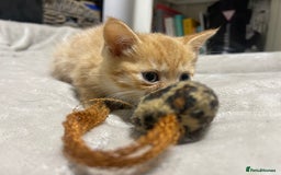 British Shorthair cats for sale: 2 british shorthair boys - Image 5