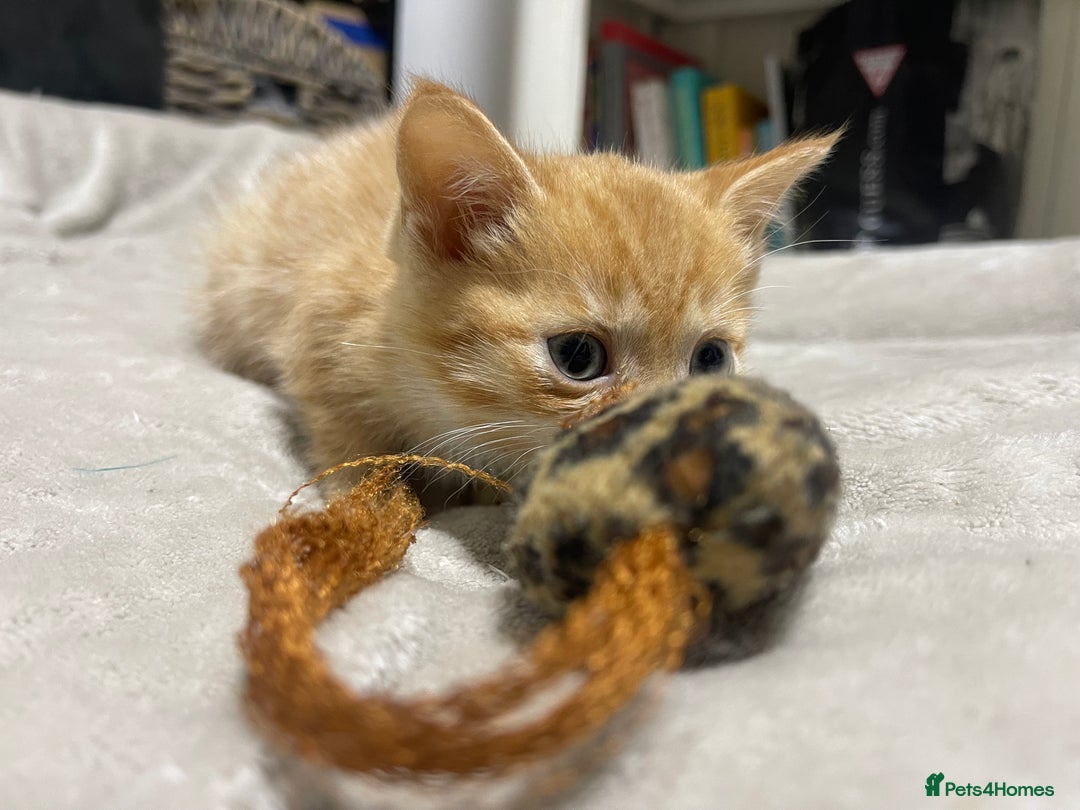 British Shorthair cats for sale: 2 british shorthair boys - Image 5