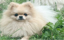 Pomeranian dogs for sale: Bridgerton KC Teddy Bear Faced Pomeranians - Image 13