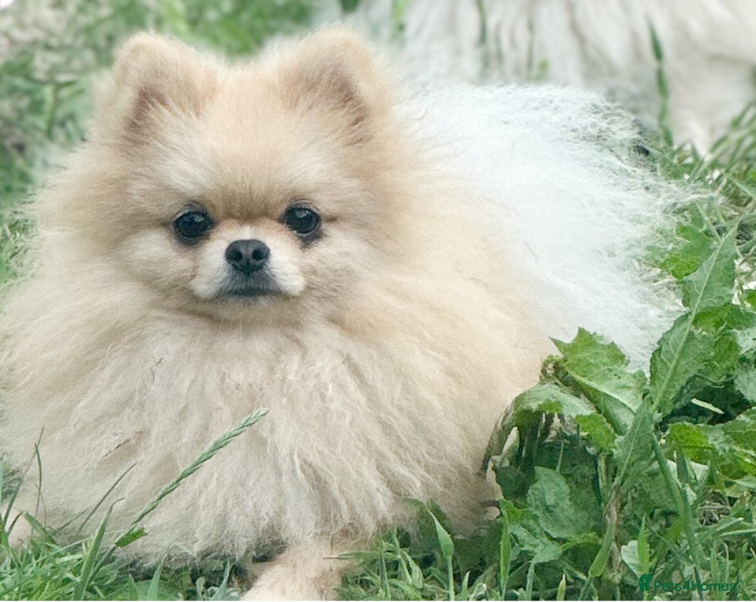 Pomeranian dogs for sale: Bridgerton KC Teddy Bear Faced Pomeranians - Image 13