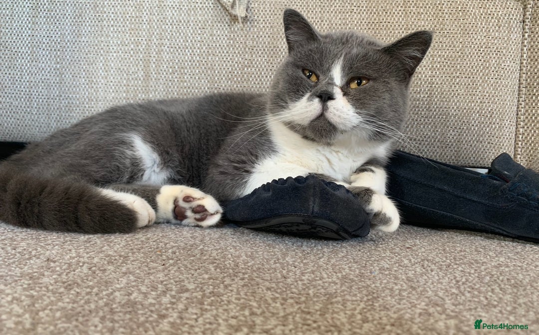 British Shorthair cats for sale: Belle - my beautiful, sweet, indoor baby  - Advert 12