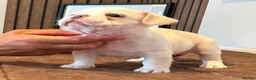 French Bulldog dogs for sale: French bulldog puppies  - Advert 6