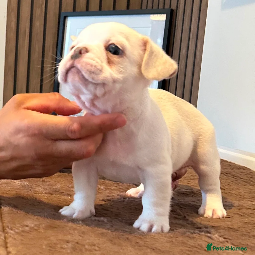 French Bulldog dogs for sale: French bulldog puppies  - Advert 6