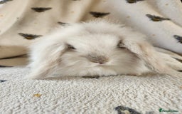 Mini Lion Lop rabbits for sale: beautiful mini sm lion lops and mini lops - Image 13