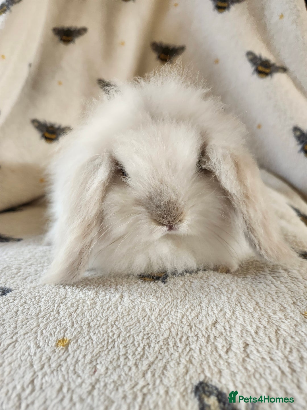 Mini Lion Lop rabbits for sale: beautiful mini sm lion lops and mini lops - Image 13