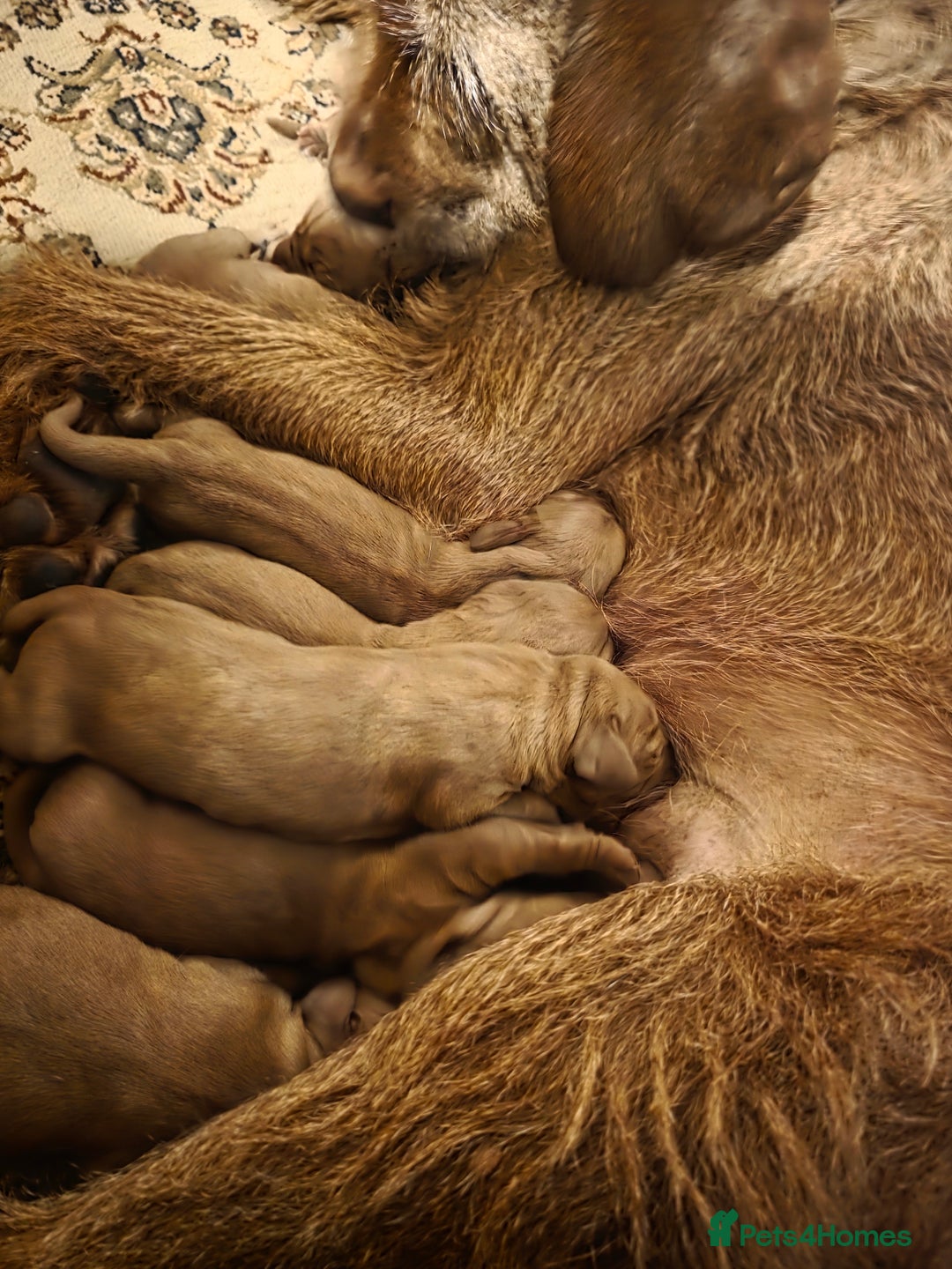 Mixed Breed dogs for sale: Hungarian vizsla cross cocker spaniel puppies - Advert 1