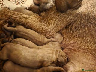 Mixed Breed dogs Hungarian vizsla cross cocker spaniel puppies - Advert 3