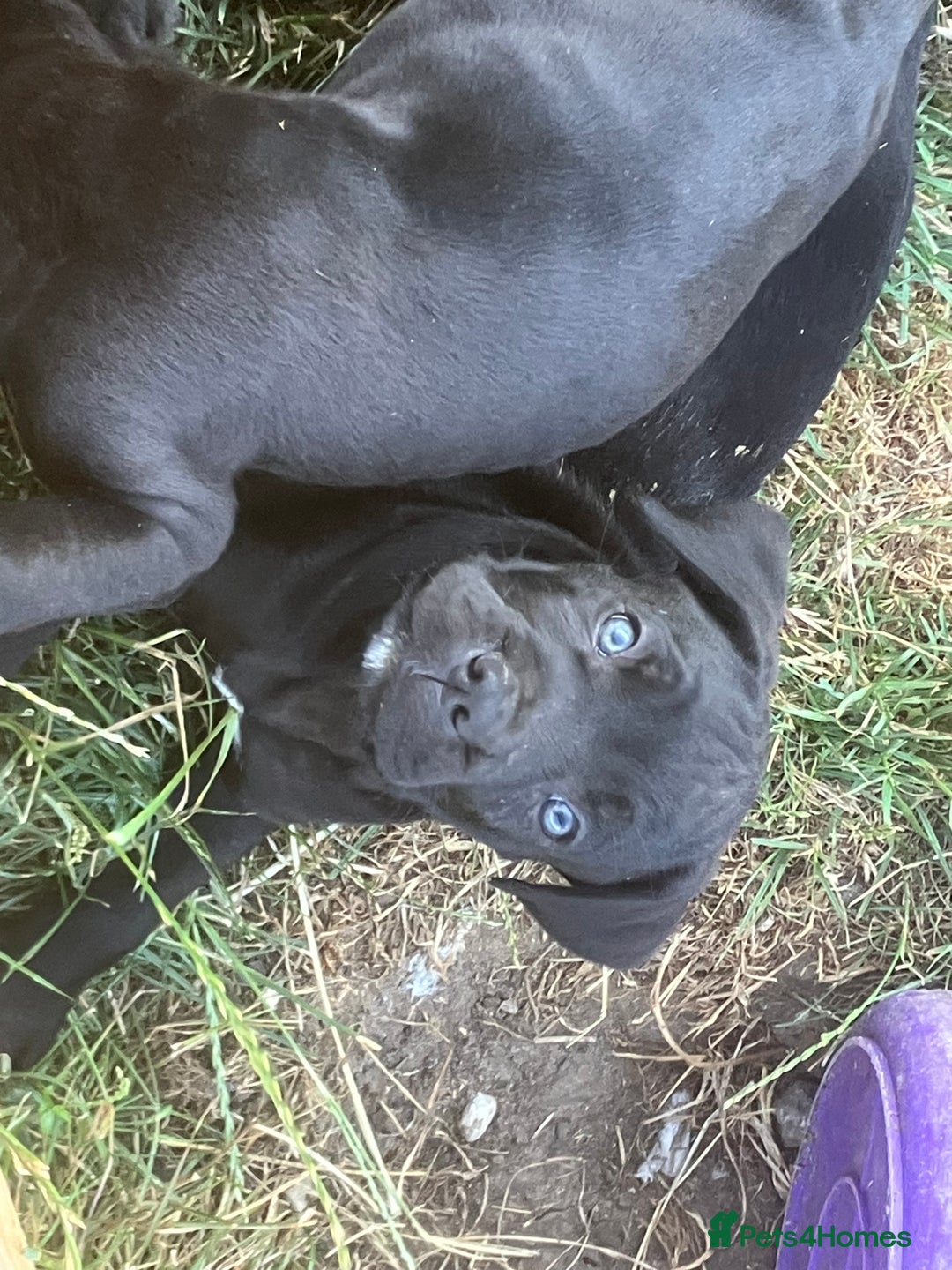 Cane Corso dogs for sale: Top quality  - Image 13