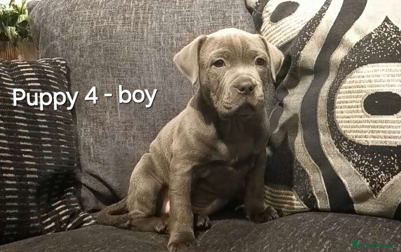 Staffordshire Bull Terrier dogs Beautiful Staffordshire Bull Terrier puppies - Advert 12