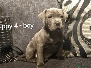 Staffordshire Bull Terrier dogs Beautiful Staffordshire Bull Terrier puppies - Advert 12