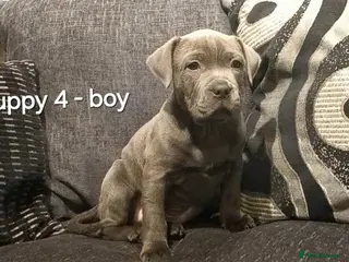 Staffordshire Bull Terrier dogs Beautiful Staffordshire Bull Terrier puppies - Advert 9