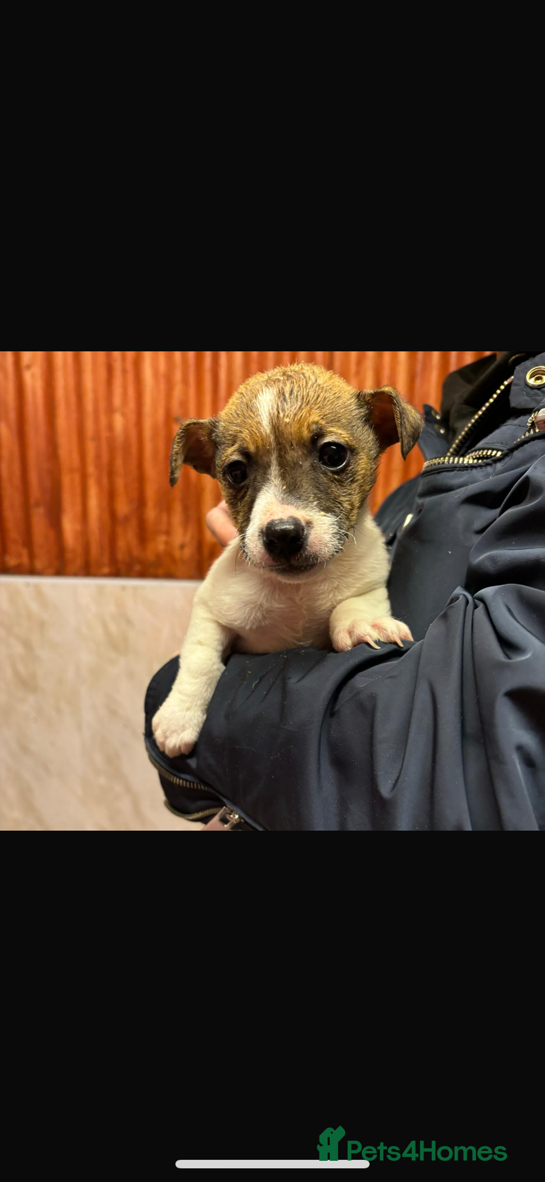 Jack Russell dogs for sale: Jack Russell puppy’s ready to go  - Advert 6