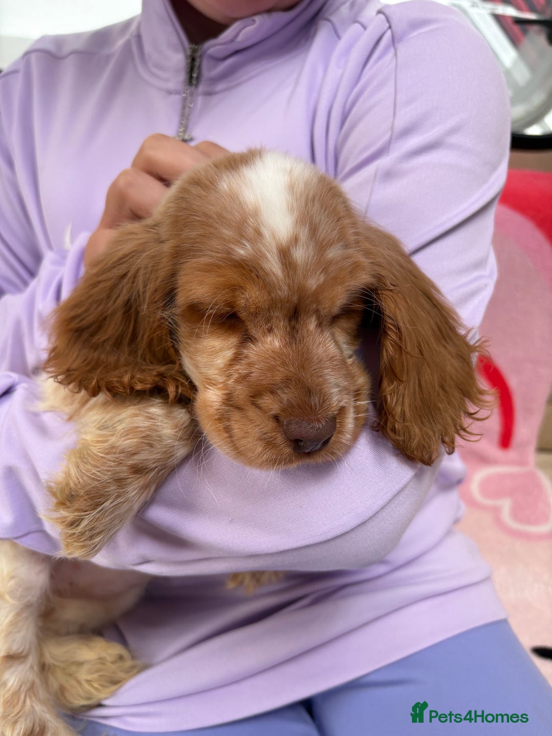 Cocker Spaniel dogs for sale: Cocker spaniel puppy - Image 7