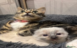 Mixed Breed cats for sale: Gorgeous kitten for sale - Image 8