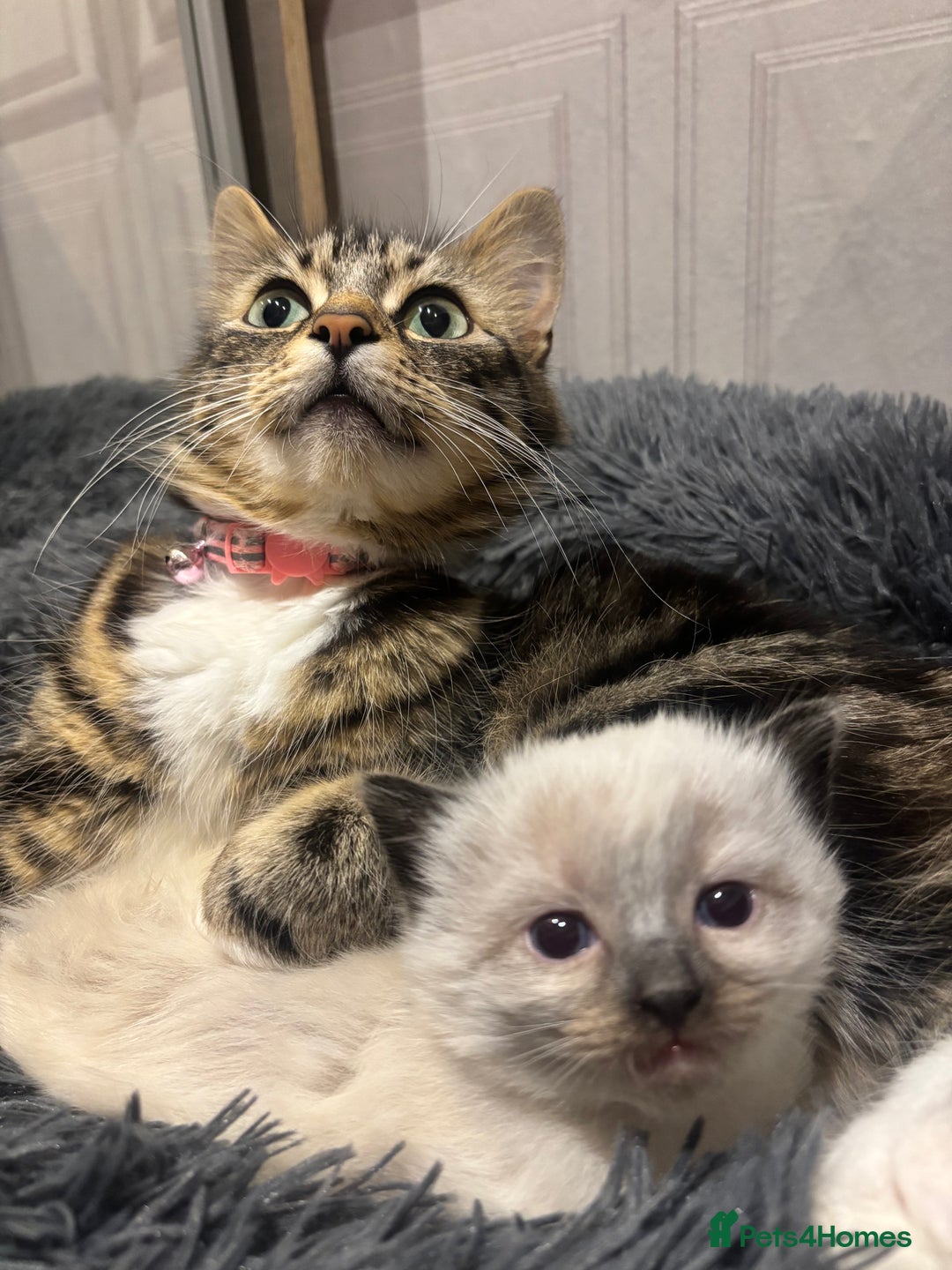 Mixed Breed cats for sale: Gorgeous kitten for sale - Image 8