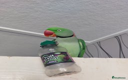 Parakeets birds for sale: Parakeet (Sherry)  - Image 1