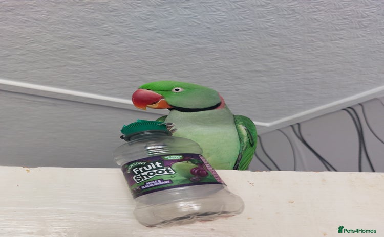 Parakeets birds - Advert 4