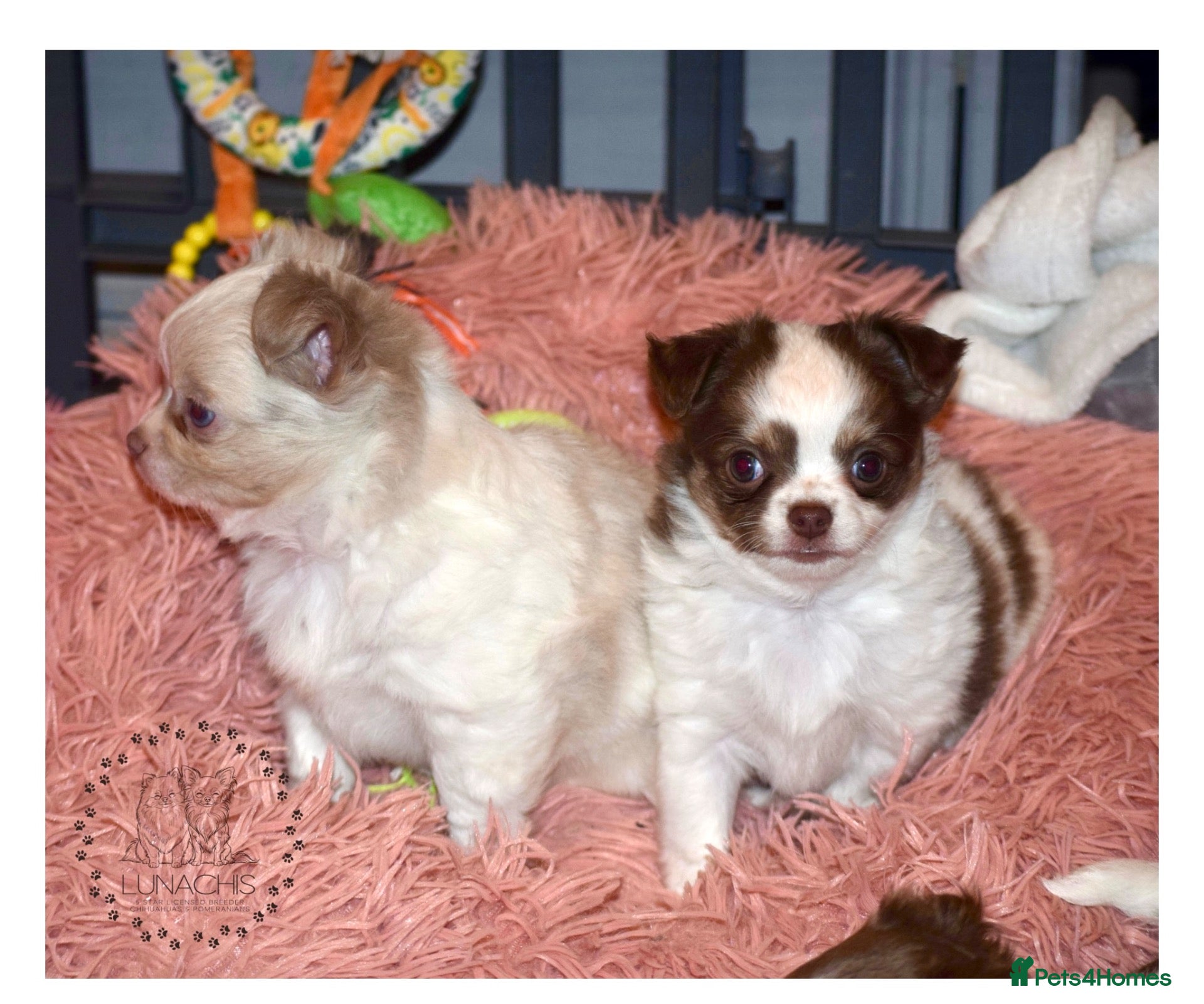 Chihuahua dogs Beautiful long coat chihuahua puppies - Advert 1