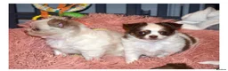Chihuahua dogs for sale: Beautiful long coat chihuahua puppies - Advert 1