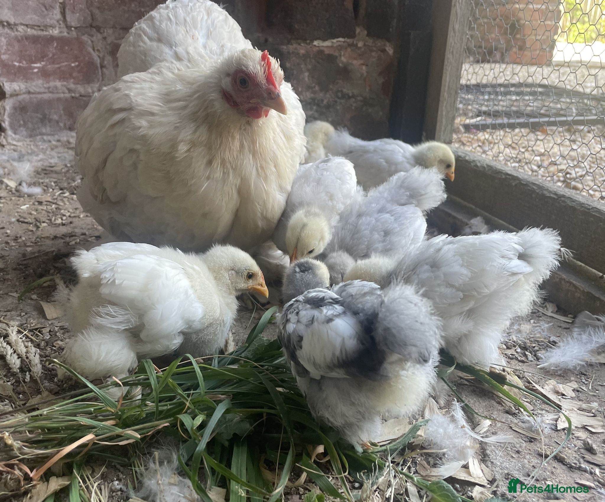 Chickens poultry 4 Pekin Bantam Chicks For Sale - Advert 1