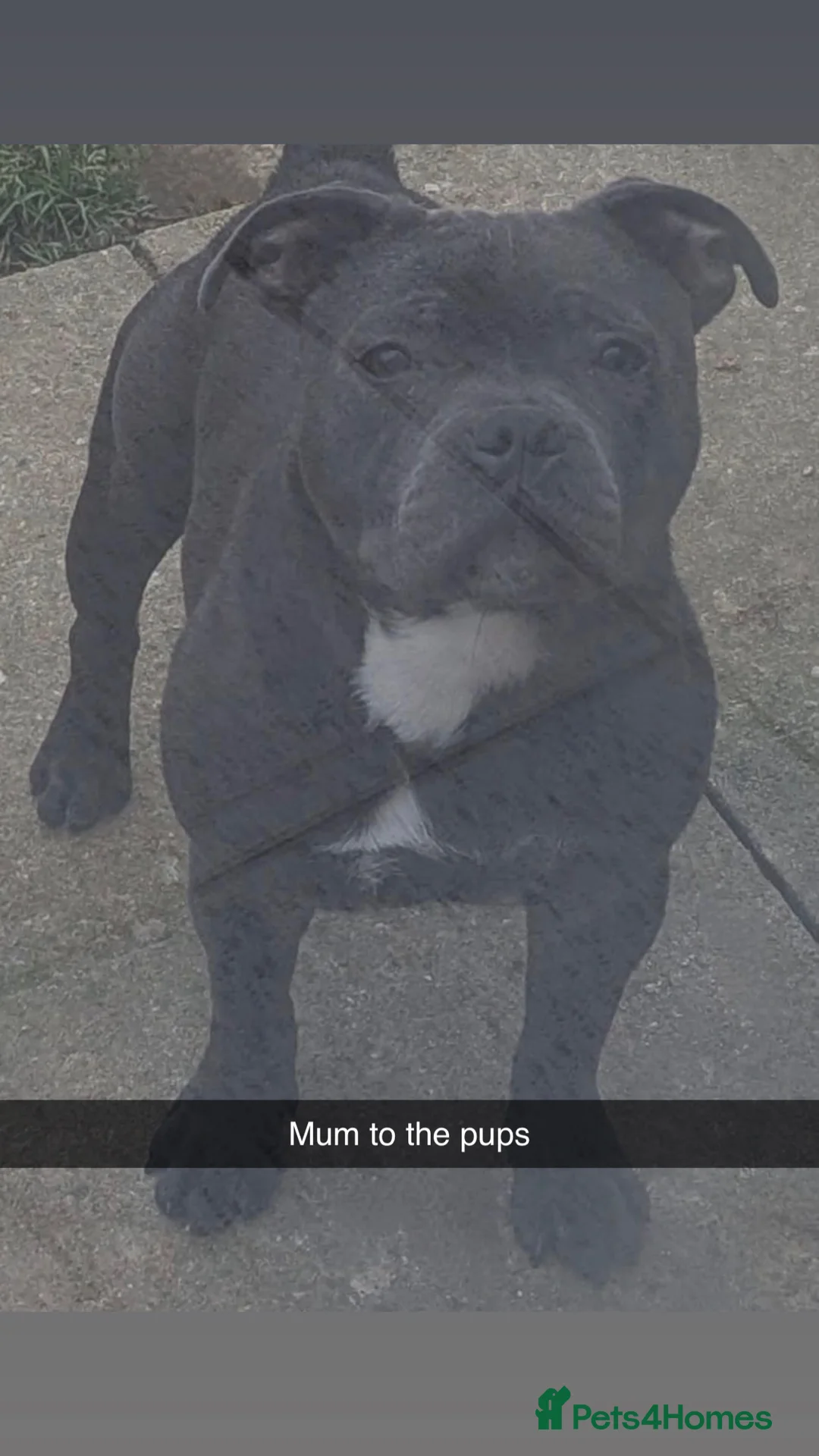 Staffordshire Bull Terrier dogs for sale: Champion lines Staffordshire bull terrier pups  - Advert 3