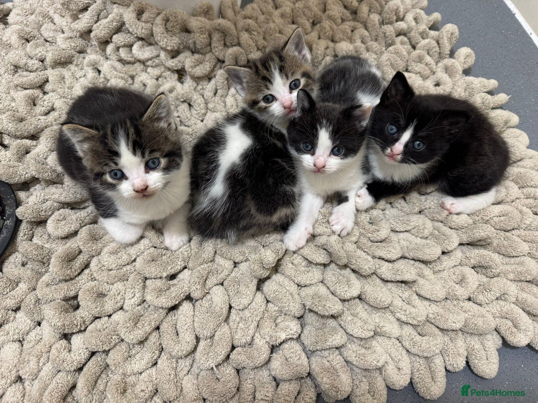 Mixed Breed cats for sale: Russian Blue x Tabby - Advert 27