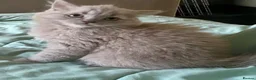 British Shorthair cats for sale: Pure British shorthair kittens Genetically tested - Advert 6