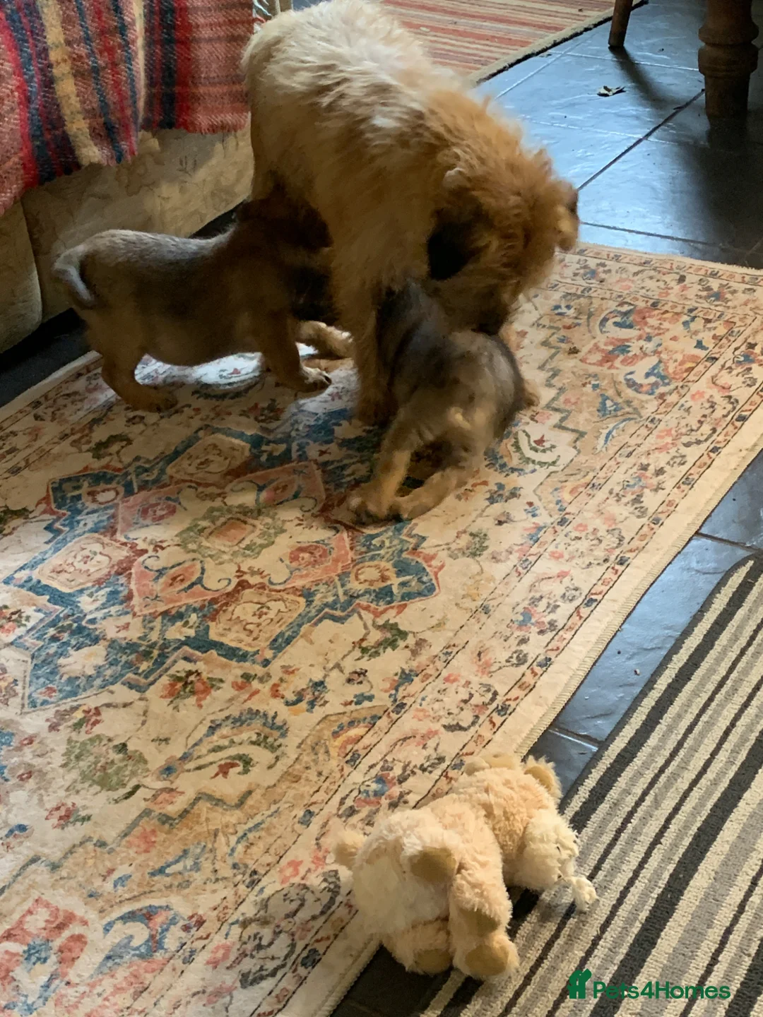 Border Terrier dogs for sale: BORDER TERRIER PUPPIES   - Advert 2