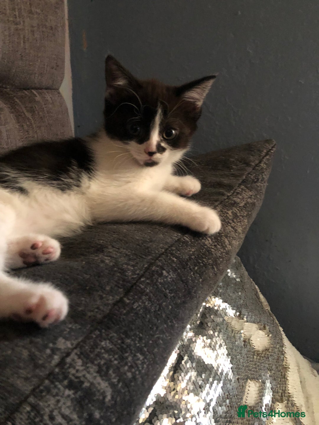 Mixed Breed cats for sale: 2 stunning kittens x - Image 5