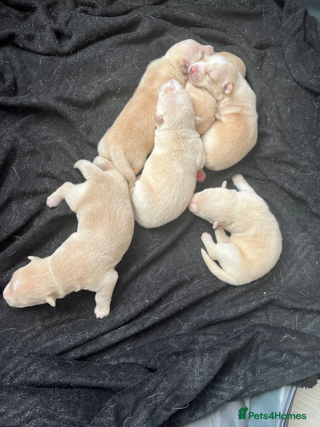 Mixed Breed dogs for sale: 6 puppies 4 girls 2 boy in Wallsend - Advert 9