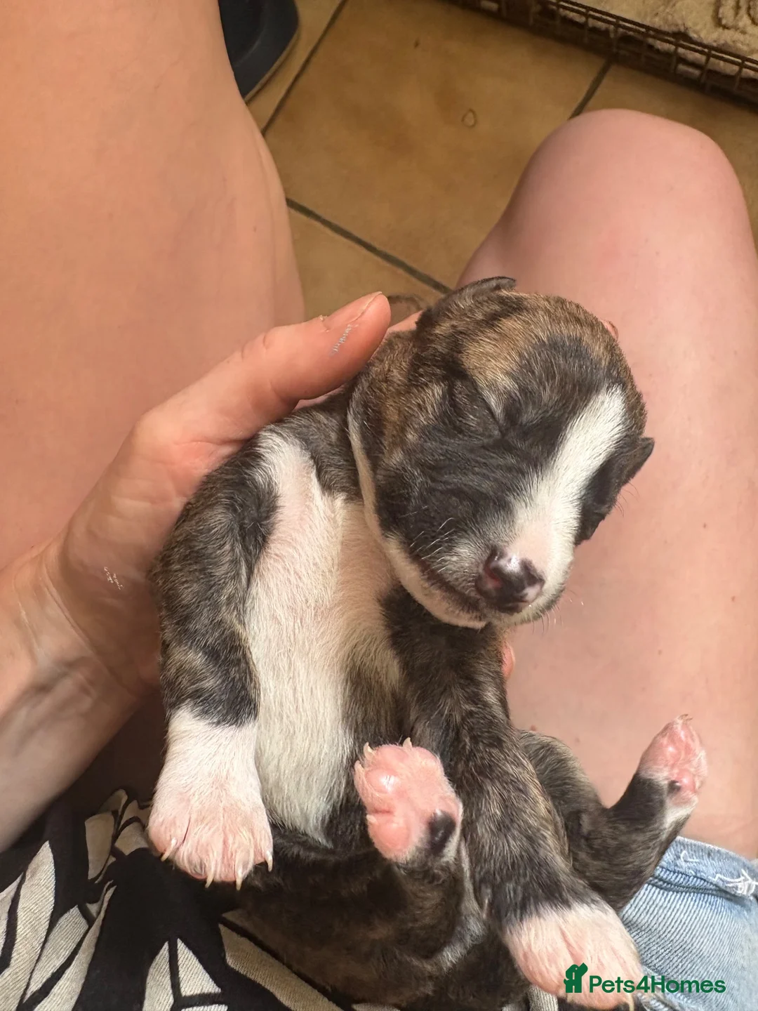 Mixed Breed dogs for sale: Beautiful whippet x puppies!! (Lurchers) - Advert 7
