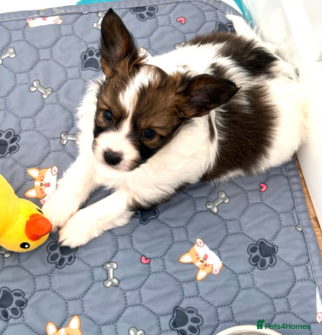 Papillon dogs for sale: Beautiful KC registered papillon puppies for sale - Image 10