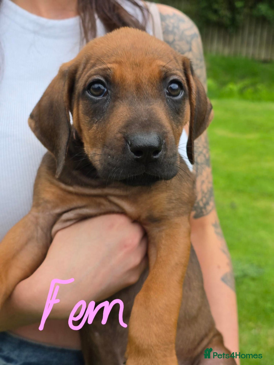 Rhodesian Ridgeback dogs for sale: Stunning Rhodesian RidgeBack Pups.. - Image 11