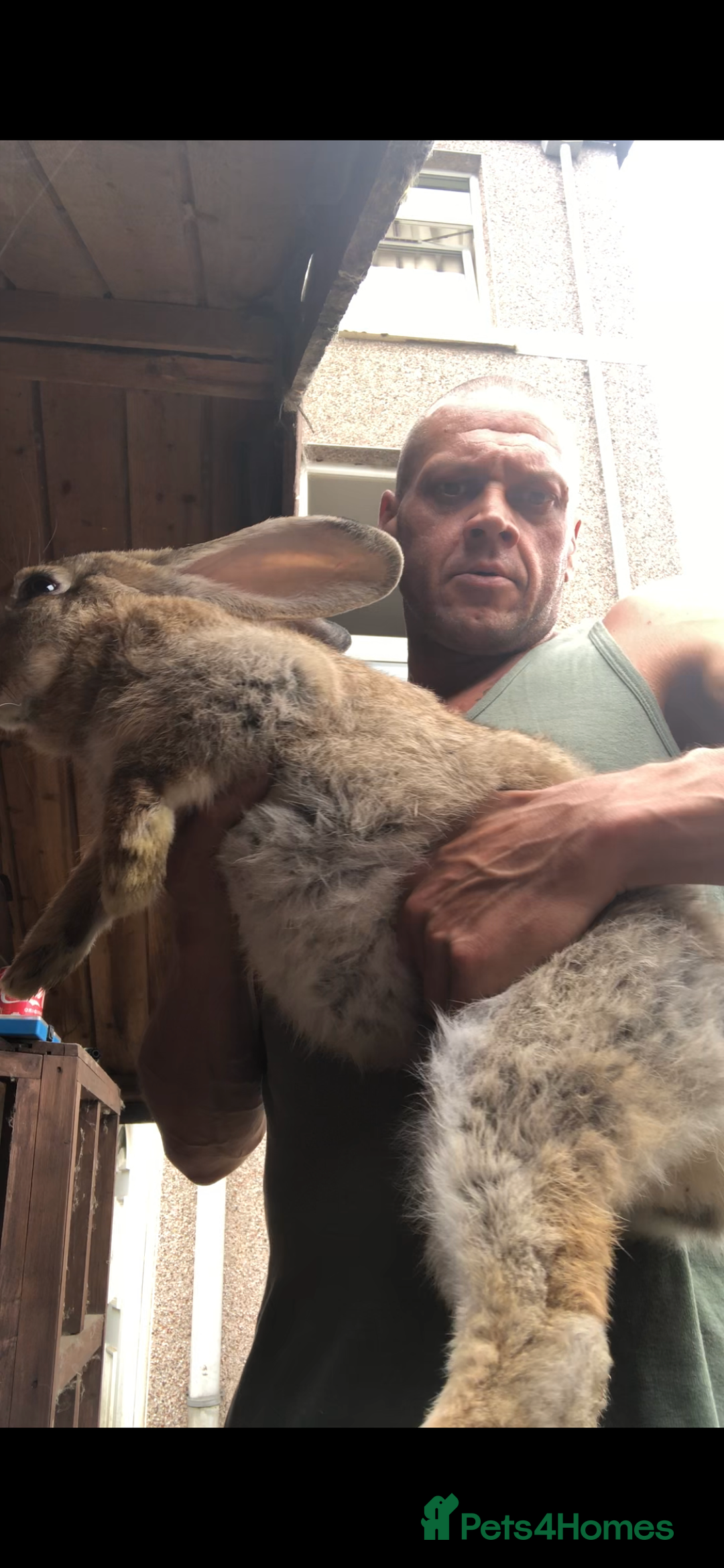 Continental Giant rabbits for sale: Continental giants  - Advert 2