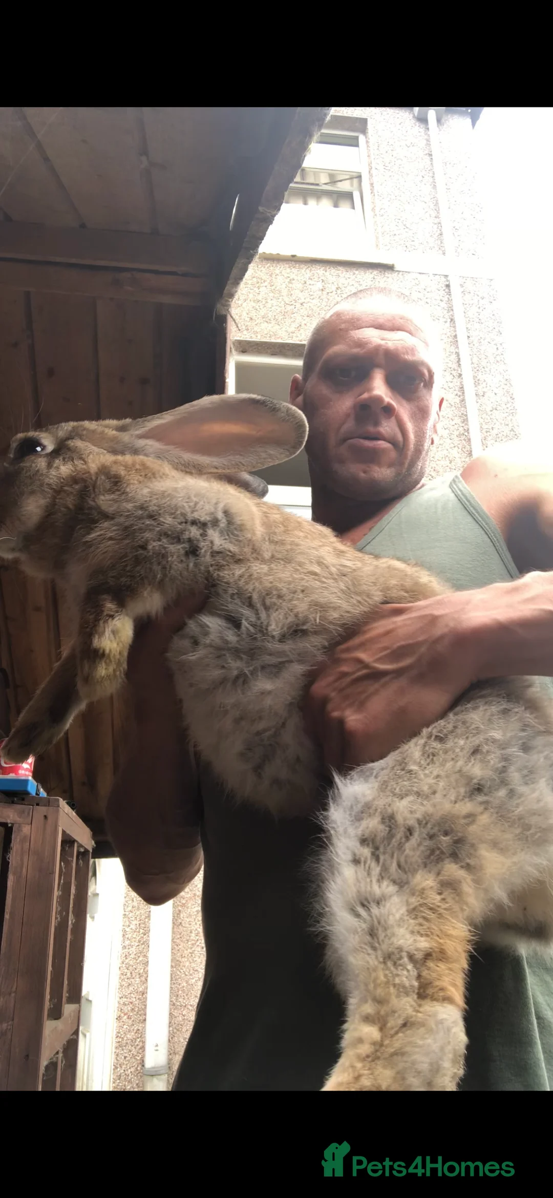 Continental Giant rabbits for sale: Continental giants  - Advert 1