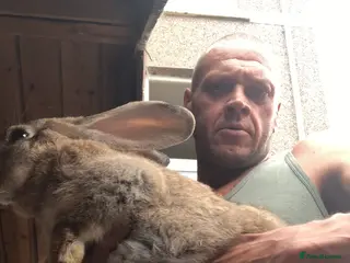 Continental Giant rabbits Continental giants - Advert 2